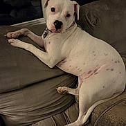 Blizzard joined the competition — help win amazing prizes! dog, white_dog, spotted, couch, indoor, pet, relaxed, window, reflection, brown_couch, fur, collar, domestic_animal, canine, laying_down, looking_at_camera, cozy, home, animal, companion