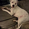 dog, white_dog, spotted, couch, indoor, pet, relaxed, window, reflection, brown_couch, fur, collar, domestic_animal, canine, laying_down, looking_at_camera, cozy, home, animal, companion