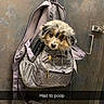 Goose joined the competition — help win amazing prizes! puppy, backpack, dog, cute, indoor, fitting_room, wall, door, hook, gray, pet, animal, young_dog, fur, looking, guilty, text_overlay, store, humor, snapshot