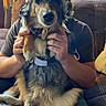 animal, black_and_white_hat, brown_dog, casual_clothing, couch, cow_costume, dog, face, funny_costume, hands, hat, indoor, jeans, living_room, natural_light, person, pet, seated, tree_outside, window