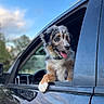 animal, blue_sky, canine, car, collar, daylight, dog, ears, front_leg, fur, happy, nature, outdoor, pet, reflection, side_view, snout, tongue_out, vehicle, window