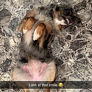 Goose joined the competition — help win amazing prizes! dog, smiling, lying_down, floor, patterned_floor, fur, pet, cute, playful, collar, indoor, animal, small_dog, happy, funny, paw, belly, relaxed, expression, tongue