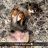dog, smiling, lying_down, floor, patterned_floor, fur, pet, cute, playful, collar, indoor, animal, small_dog, happy, funny, paw, belly, relaxed, expression, tongue