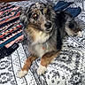 Goose joined the competition — help win amazing prizes! dog, tiara, bed, blanket, pattern, indoor, pet, animal, fur, collar, table, books, cat, lamp, jeans, remote_control, floor_lamp, resting, cute, domestic