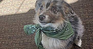 Goose joined the competition — help win amazing prizes! dog, puppy, green_bandana, fluffy, carpet, indoor, pet, cute, sitting, looking_up, fur, ears, nose, eyes, shadow, sunlight, adorable, animal, mammal, companion