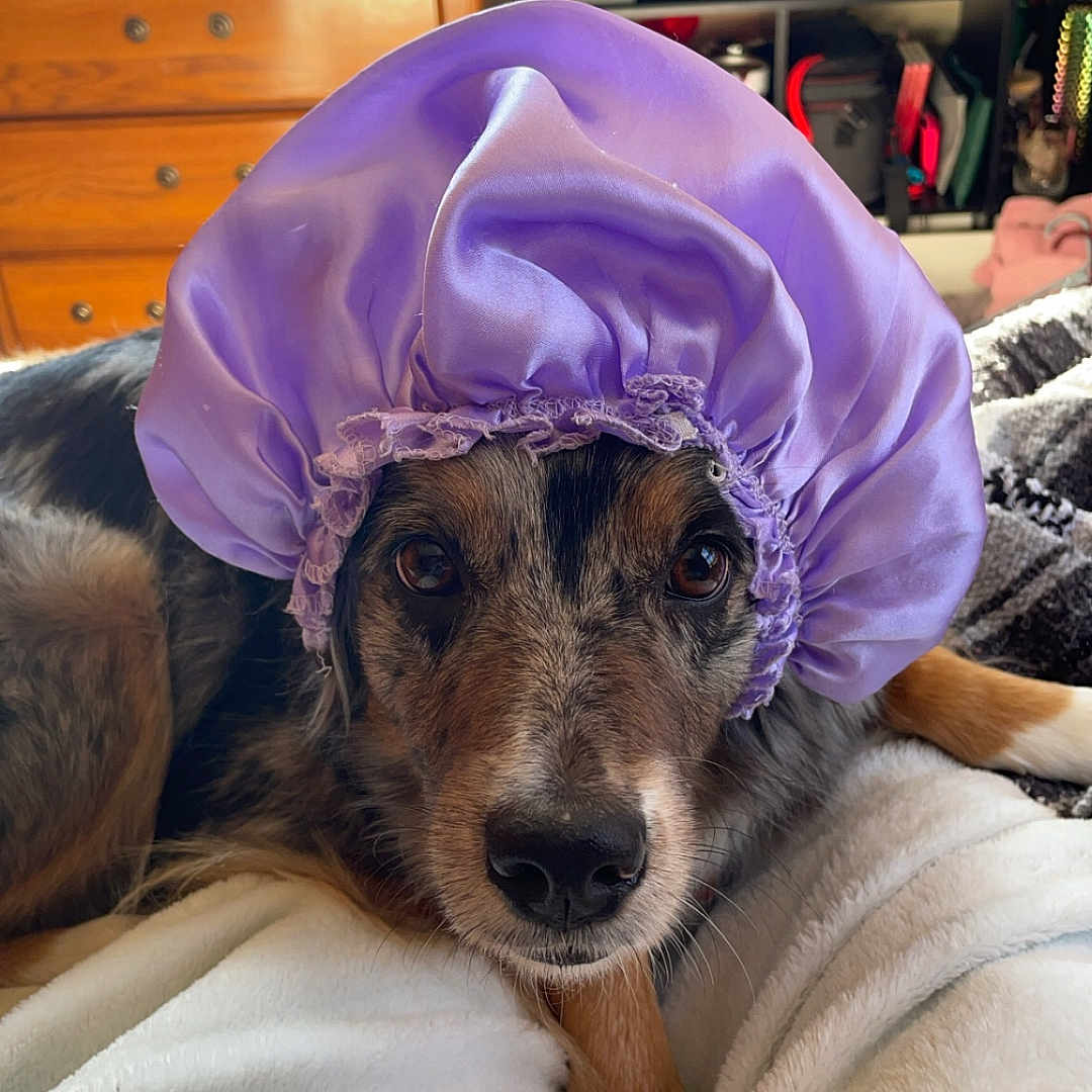 Goose is registered to the contest to win money with this photo: dog, purple_shower_cap, blanket, indoor, furniture, television, cozy, pet, animal, relaxed, cute, brown, black, white, face, ears, eyes, resting, home, funny