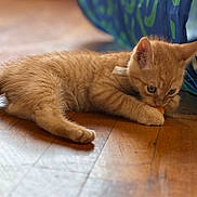 Tony is registered to the contest to win money with this photo: kitten, cat, orange_cat, floor, wooden_floor, playing, chewing, indoor, pet, animal, young, feline, cute, small, fur, ears, whiskers, toy, home, relaxed