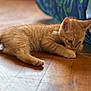 kitten, cat, orange_cat, floor, wooden_floor, playing, chewing, indoor, pet, animal, young, feline, cute, small, fur, ears, whiskers, toy, home, relaxed
