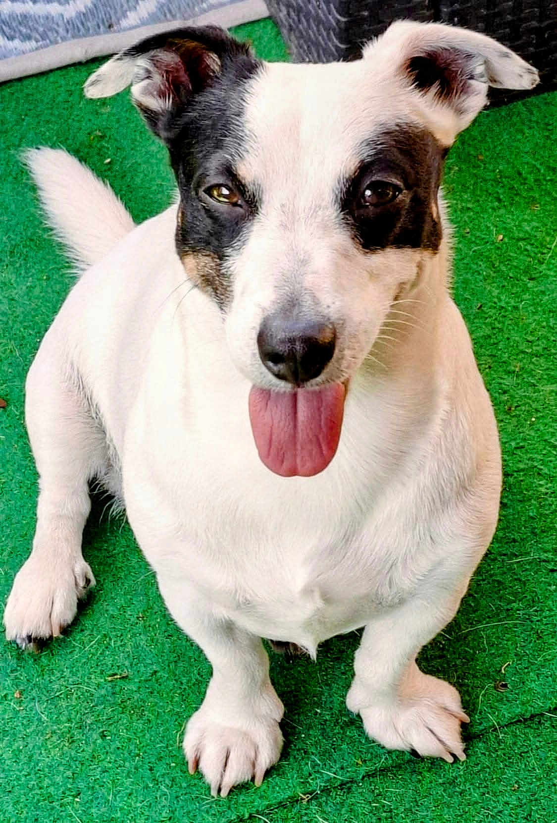 Jack participe au concours pour gagner de l'argent avec cette photo : dog, pet, animal, white, black, tongue_out, happy, sitting, ears, fur, cute, canine, outdoor, green_background, playful, companion, friendly, portrait, looking_up, small_dog