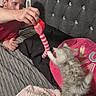Zoey joined the competition — help win amazing prizes! animal, bed, blanket, cat, cozy, curiosity, furniture, gray_cat, headboard, human, indoor, interaction, kitten, person, pet, play, red_toy, soft_texture, striped_toy, toy