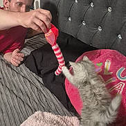 Zoey is registered to the contest to win money with this photo: bed, blanket, cozy, curious, cute, feline, fur, gray_blanket, human, indoor, interaction, kitten, man, pet, pillow, pink_pillow, play, striped_toy, toy, young_cat