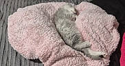 Zoey is registered to the contest to win money with this photo: animal, bedspread, blanket, cat, comfort, cozy, cute, domestic, fur, furry, gray, indoor, kitten, pet, pink, relaxation, resting, sleeping, small, soft