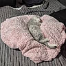 animal, bedspread, blanket, cat, comfort, cozy, cute, domestic, fur, furry, gray, indoor, kitten, pet, pink, relaxation, resting, sleeping, small, soft