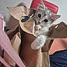 Zoey joined the competition — help win amazing prizes! brown_bag, cat, close_up, curious, cute, domestic_animal, feline, fur, home, indoor, kitten, paper_bag, paw, pet, playful, red_chair, small_animal, soft_light, torn_paper, young_cat