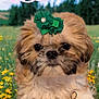Roxy Barbie Ashley is registered to the contest to win money with this photo: affenpinscher, animal, canine, daisy, dog, envelope, flower, flowerarrangement, geranium, grass, greetingcard, herbal, herbs, lawn, mail, pet, plant, puppy, terrier, whitedog