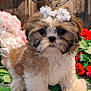 Roxy Barbie Ashley is registered to the contest to win money with this photo: affenpinscher, animal, canine, carnation, dog, envelope, flower, flowerarrangement, flowerbouquet, geranium, greetingcard, ikebana, mail, peony, pet, petal, plant, puppy, rose, terrier