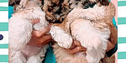 Roxy Barbie Ashley joined the competition — help win amazing prizes! affenpinscher, animal, canine, cat, cockerspaniel, dog, pet, poodle, puppy, terrier, whitedog