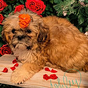 Roxy Barbie Ashley joined the competition — help win amazing prizes! animal, canine, dog, envelope, flower, flowerarrangement, flowerbouquet, geranium, greetingcard, ikebana, leaf, mail, pattern, pet, petal, plant, pottedplant, puppy, rose, terrier
