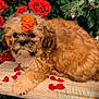 animal, canine, dog, envelope, flower, flowerarrangement, flowerbouquet, geranium, greetingcard, ikebana, leaf, mail, pattern, pet, petal, plant, pottedplant, puppy, rose, terrier