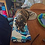 Maybelle joined the competition — help win amazing prizes! cat, sleeping, towel, table, hat, green_tray, coins, cat_tree, indoor, wooden_table, folded_towel, household_items, relaxing, pet, furniture, background, soft_light, domestic, closeup, calm