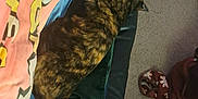 Maybelle joined the competition — help win amazing prizes! cat, tortoiseshell_cat, sleeping, chair, blanket, pillow, carpet, shoe, sock, indoor, home, cozy, furniture, patterned_blanket, relaxed, pet, fur, resting, colorful, casual