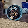 cat, tortoiseshell, toy, tunnel, ball, carpet, floor, indoor, pet, feline, curious, playful, cat_tree, collar, fur, animal, whiskers, ears, home, cozy
