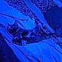 Maybelle is registered to the contest to win money with this photo: cat, bed, blanket, pillow, sleeping, indoor, feline, cozy, patterned, fur, resting, domestic_animal, pet, relaxation, blue_light, quilt, home, comfort, animal, household