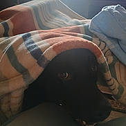 Diseal is registered to the contest to win money with this photo: animal, black_dog, blanket, canine, comfort, cozy, cute, dog, domestic_animal, fur, household, indoor, looking_up, pet, relaxed, resting, smiling, snuggled, striped_blanket, warm