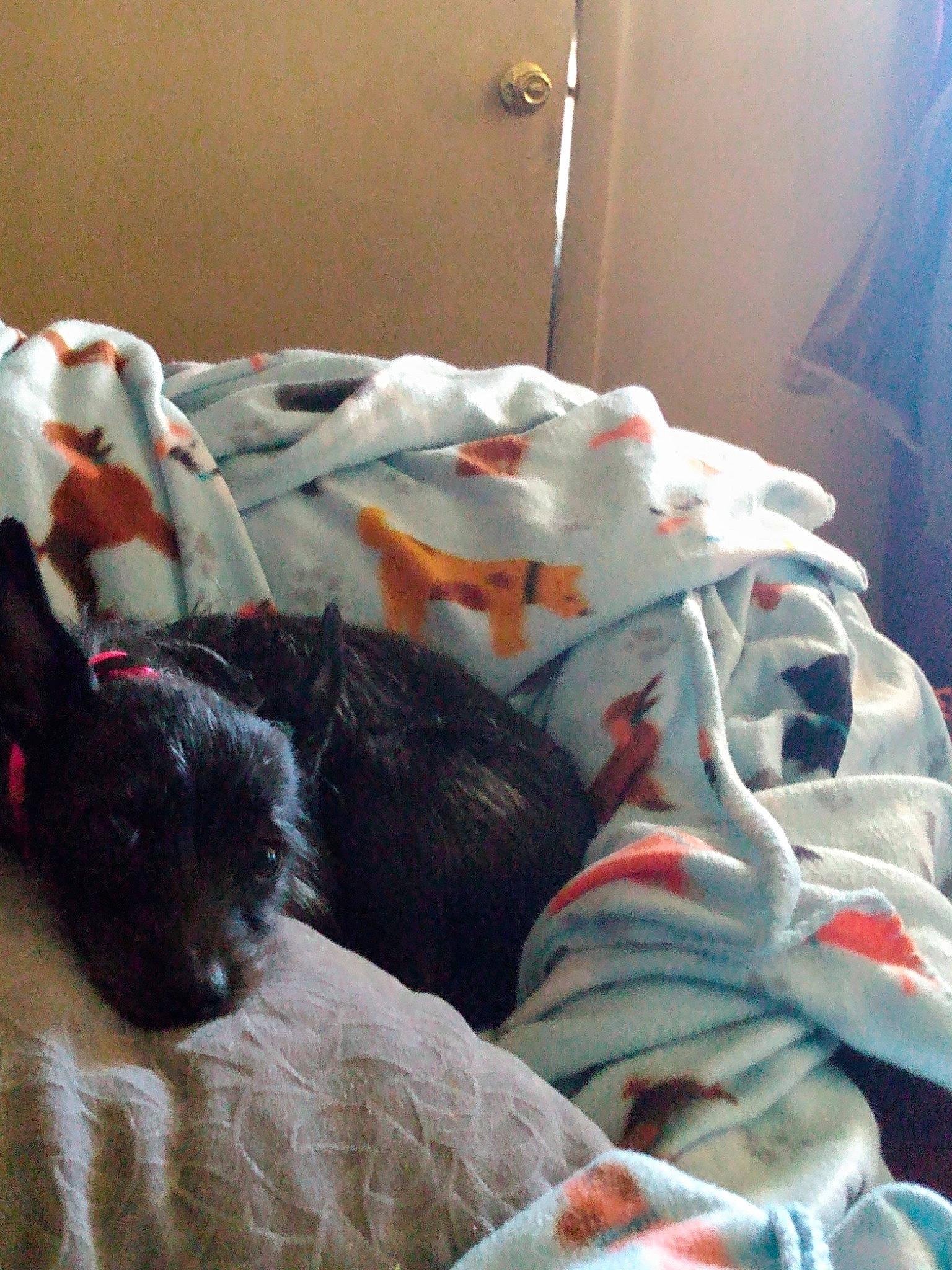 Baby is registered to the contest to win money with this photo: bed, bedding, bedroom, black_cat, canidae, carnivore, comfort, companion_dog, couch, dog_breed, felidae, fur, linens, nap, room, sleep, small_to_medium_sized_cats, sporting_group, tail, whiskers