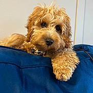 Huxley is registered to the contest to win money with this photo: dog, puppy, golden_doodle, curly_fur, blue_couch, indoor, pet, relaxed, closeup, animal, cute, fluffy, fur, face, paw, looking_at_camera, cozy, home, resting, adorable