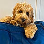 dog, puppy, golden_doodle, curly_fur, blue_couch, indoor, pet, relaxed, closeup, animal, cute, fluffy, fur, face, paw, looking_at_camera, cozy, home, resting, adorable