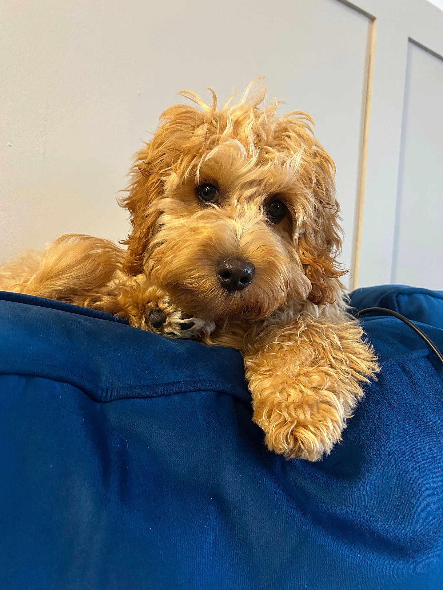 Huxley is registered to the contest to win money with this photo: dog, puppy, golden_doodle, curly_fur, blue_couch, indoor, pet, relaxed, closeup, animal, cute, fluffy, fur, face, paw, looking_at_camera, cozy, home, resting, adorable