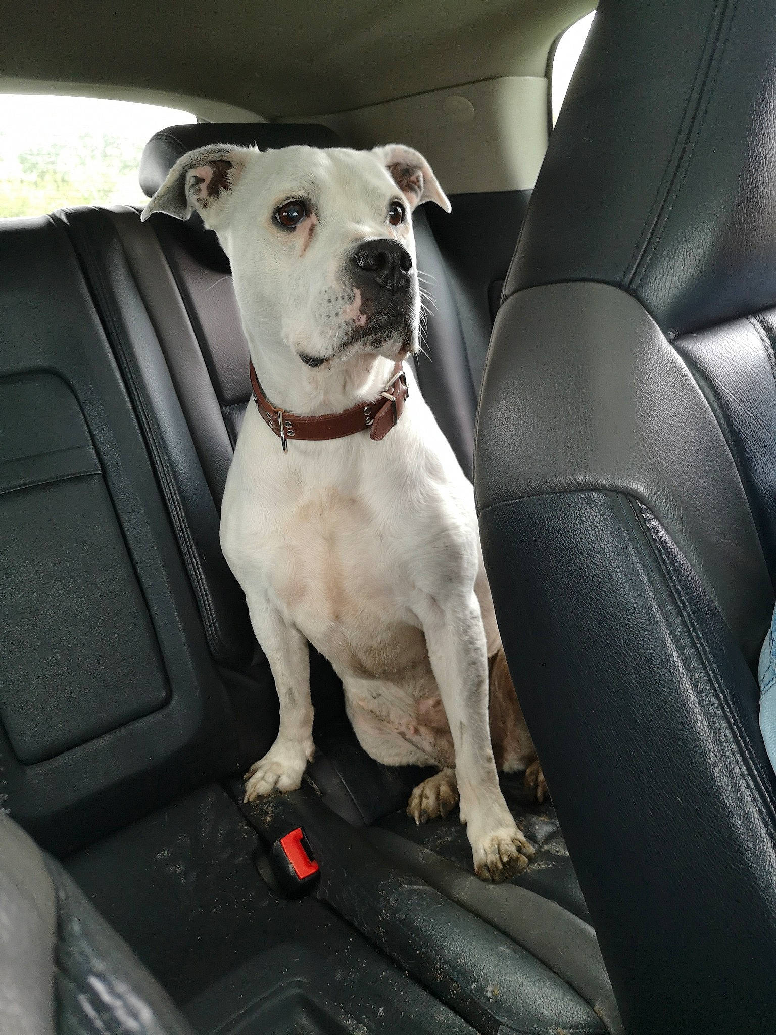 Lexi is registered to the contest to win money with this photo: auto_part, automotive_exterior, automotive_lighting, car, car_seat, car_seat_cover, carnivore, collar, comfort, companion_dog, dog, dog_breed, dog_collar, family_car, head_restraint, motor_vehicle, snout, sporting_group, vehicle, vehicle_door