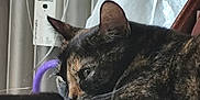 Athéna a rejoint le concours — aidez-le/la à gagner de superbes lots ! cat, tortoiseshell, feline, resting, chair, wood, indoor, pet, animal, relaxed, stretching, paw, fur, closeup, domestic, cute, whiskers, ears, sleepy, household