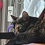 cat, tortoiseshell, feline, resting, chair, wood, indoor, pet, animal, relaxed, stretching, paw, fur, closeup, domestic, cute, whiskers, ears, sleepy, household