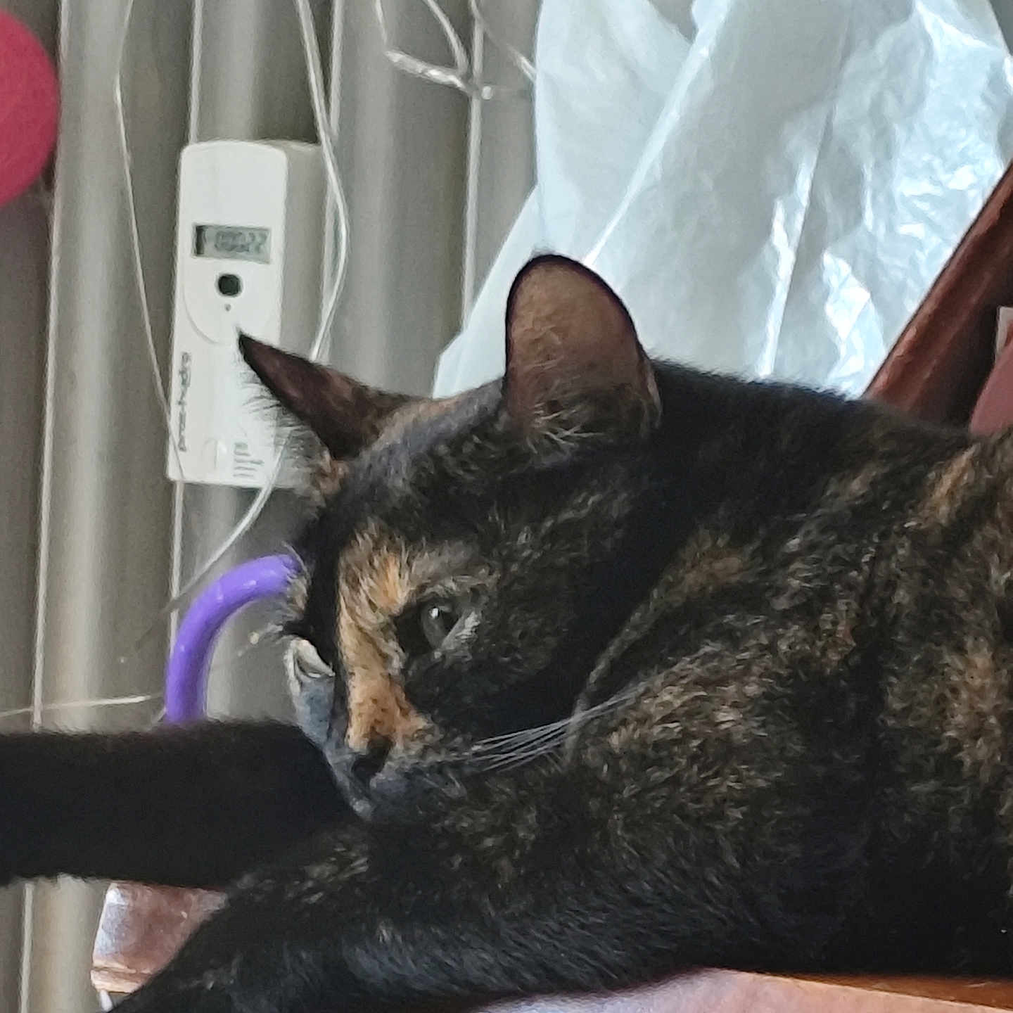 Athéna a rejoint le concours — aidez-le/la à gagner de superbes lots ! animal, cat, chair, closeup, cute, domestic, ears, feline, fur, household, indoor, paw, pet, relaxed, resting, sleepy, stretching, tortoiseshell, whiskers, wood