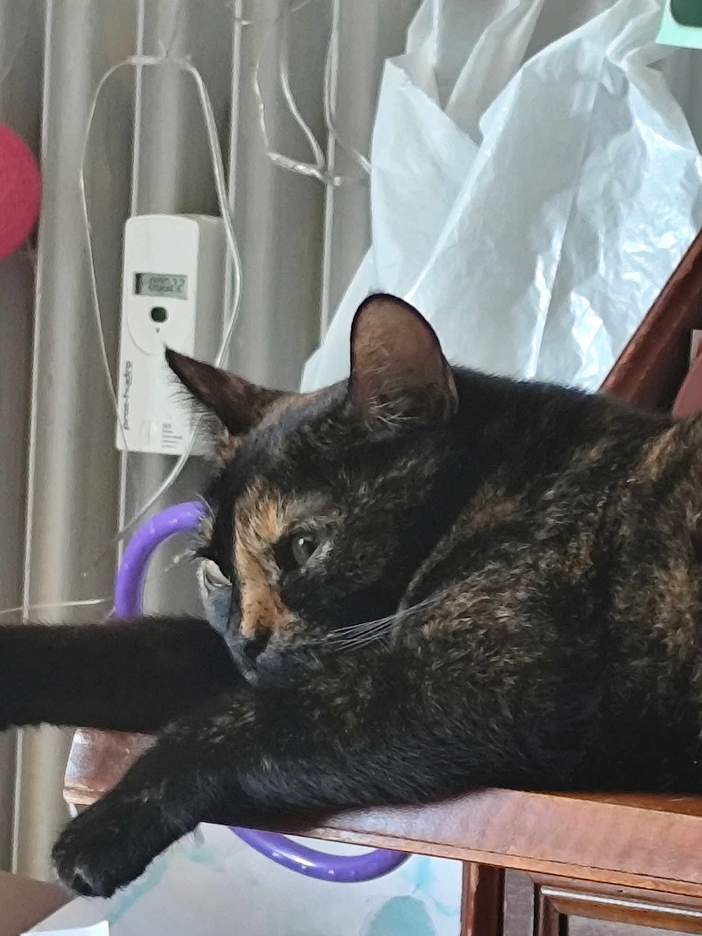 Athéna a rejoint le concours — aidez-le/la à gagner de superbes lots ! cat, tortoiseshell, feline, resting, chair, wood, indoor, pet, animal, relaxed, stretching, paw, fur, closeup, domestic, cute, whiskers, ears, sleepy, household