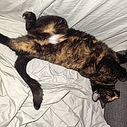 Athéna a rejoint le concours — aidez-le/la à gagner de superbes lots ! cat, tortoiseshell, pet, sleeping, relaxed, fur, whiskers, paw, tail, indoor, couch, blanket, white_sheet, resting, animal, feline, cozy, home, cute, domestic