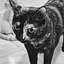 Athéna participe au concours pour gagner de l'argent avec cette photo : cat, tortoiseshell_cat, animal, pet, indoor, black_and_white, close_up, feline, whiskers, ears, eyes, blurred_background, floor, two_cats, curious, portrait, domestic_cat, standing, mammal, companion_animal