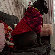 Bella is registered to the contest to win money with this photo: dog, hoodie, couch, pillow, indoor, decor, holiday, black_dog, fabric, curtain, floor, window, lamp, sitting, furniture, pet, cozy, wallpaper, collar, home