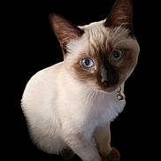 Tulip is registered to the contest to win money with this photo: cat, siamese, kitten, blue_eyes, pet, animal, fur, whiskers, collar, bell, cute, small, domestic_animal, sitting, portrait, isolated, black_background, feline, young, curious