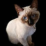 cat, siamese, kitten, blue_eyes, pet, animal, fur, whiskers, collar, bell, cute, small, domestic_animal, sitting, portrait, isolated, black_background, feline, young, curious