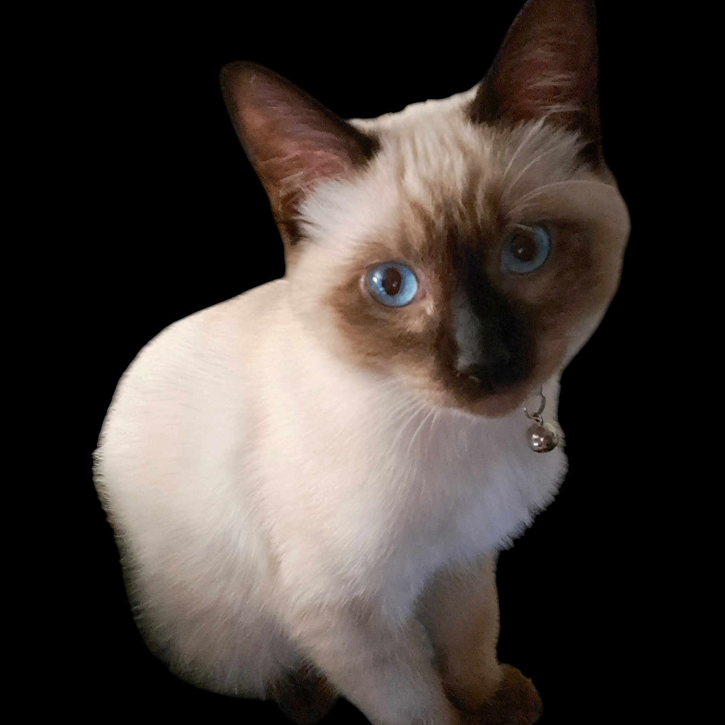 Tulip
