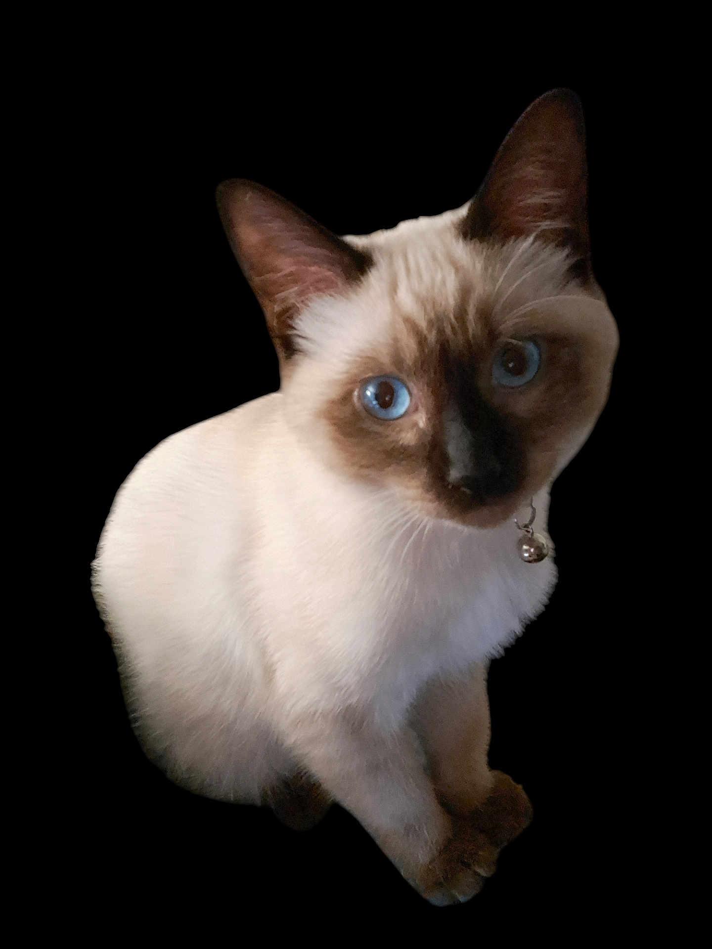 Tulip