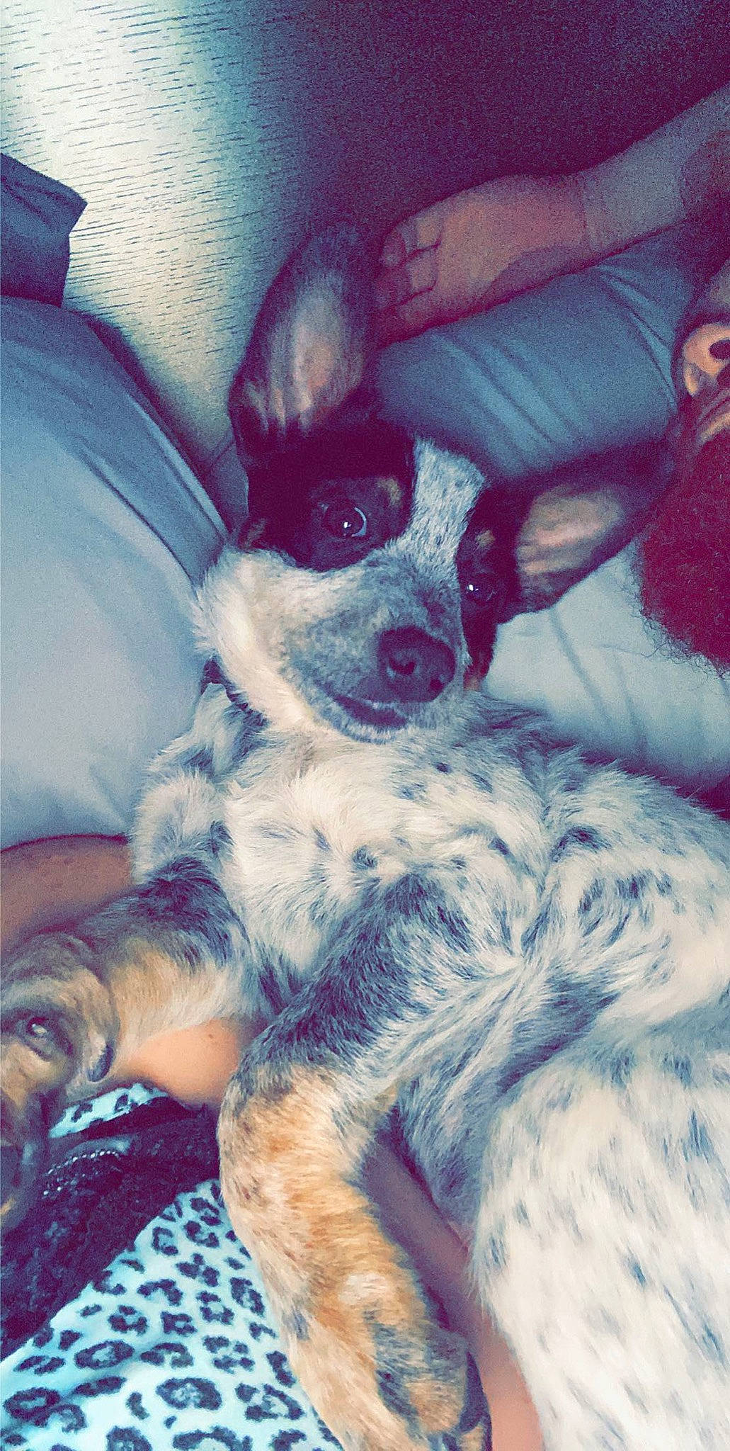 Paisley Ann joined the competition — help win amazing prizes! canidae, carnivore, companion_dog, dog, dog_breed, fur, non_sporting_group, paw, snout, sporting_group, terrestrial_animal, texas_heeler, toy_dog, vertebrate, working_animal, working_dog