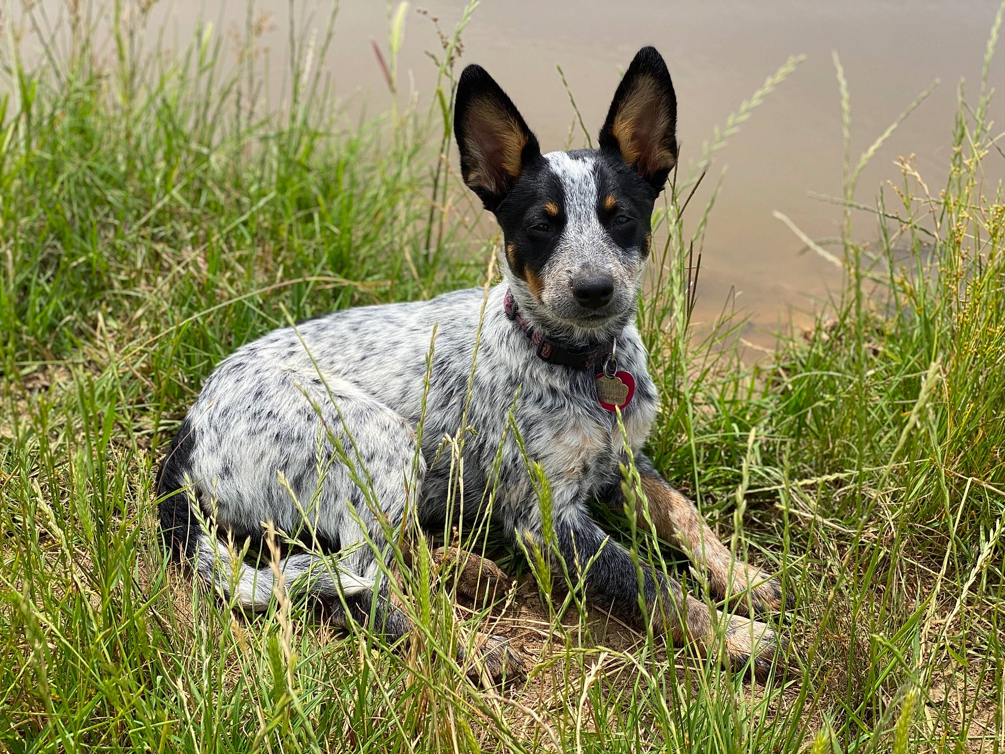 Paisley Ann is registered to the contest to win money with this photo: australian_cattle_dog, australian_stumpy_tail_cattle_dog, canidae, carnivore, collar, dog, dog_breed, grass, grass_family, hunting_dog, koolie, mammal, organism, snout, sporting_group, tail, texas_heeler, vertebrate, working_animal, working_dog