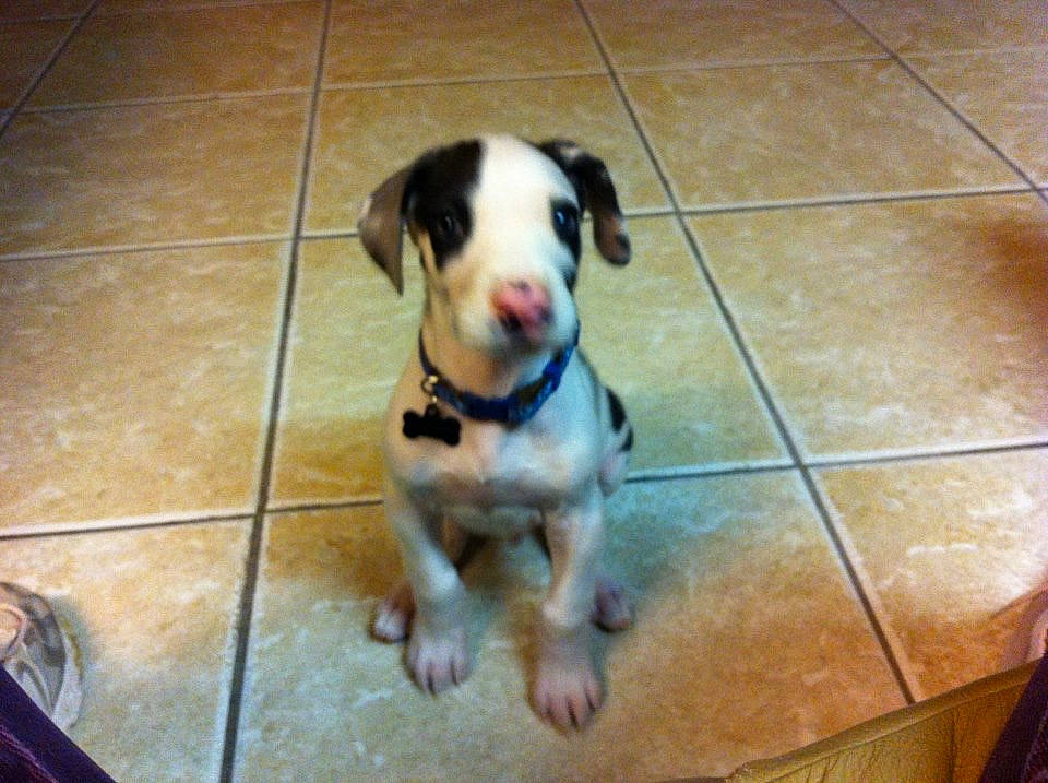 Gizmo joined the competition — help win amazing prizes! canidae, carnivore, companion_dog, dog, dog_breed, dog_supply, fawn, floor, flooring, foot, pet_supply, puppy, snout, sporting_group, tail, tile, tile_flooring, whiskers, working_animal, working_dog