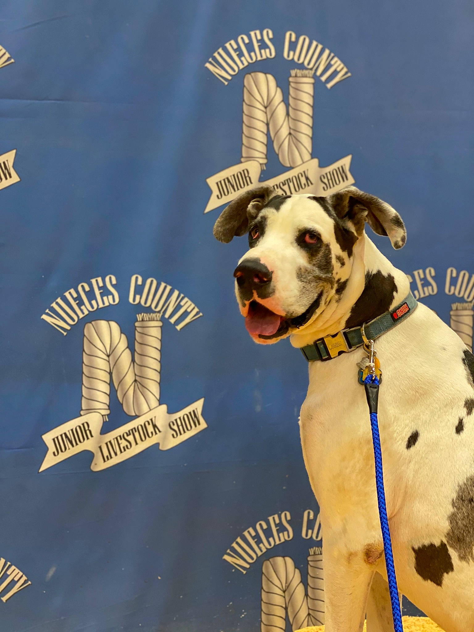 Gizmo is registered to the contest to win money with this photo: canidae, carnivore, collar, companion_dog, dog, dog_breed, dog_collar, dog_supply, hunting_dog, leash, pet_supply, snout, sporting_group, vertebrate, working_animal, working_dog