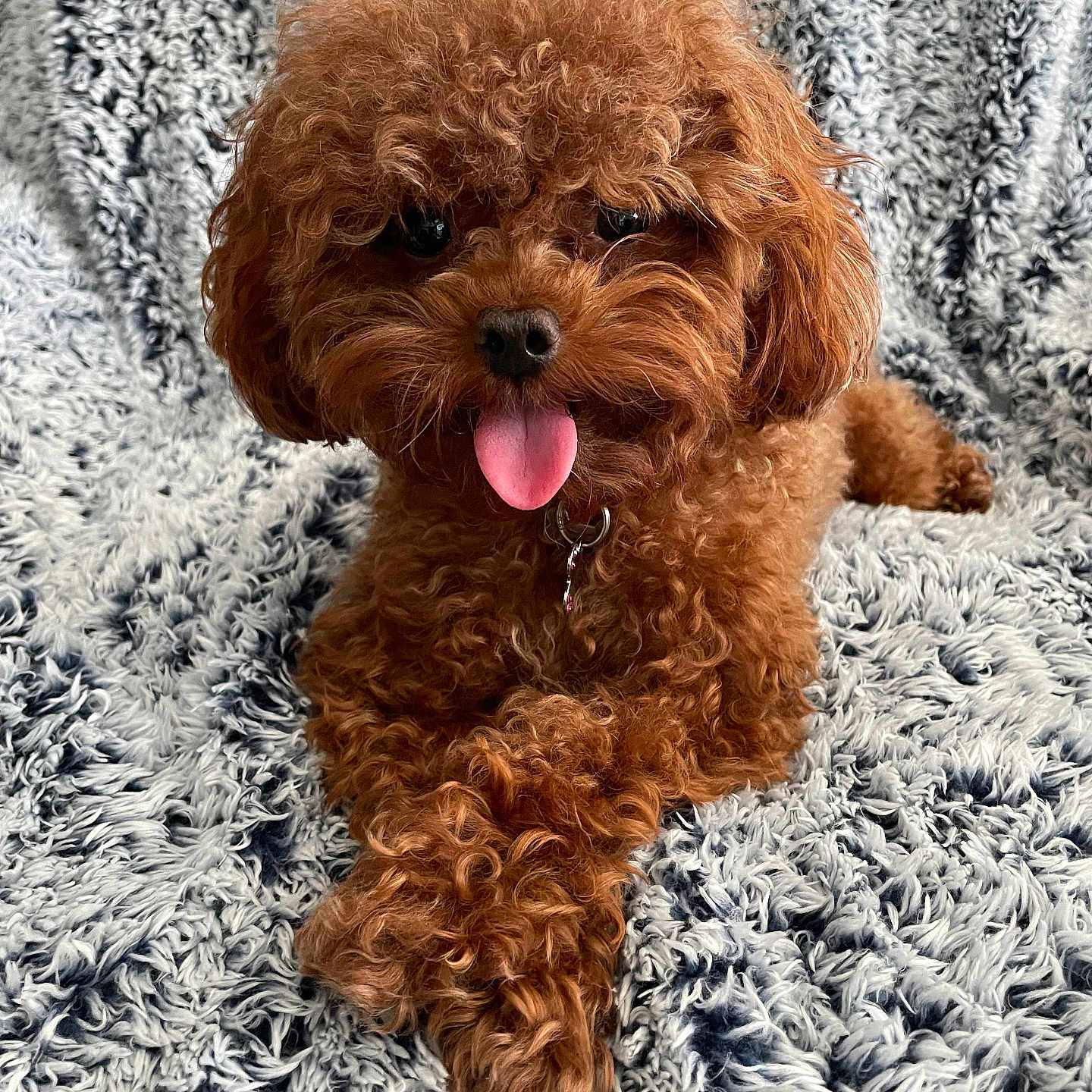 Dior joined the competition — help win amazing prizes! adorable, animal, blanket, brown, close_up, companion, curly_fur, cute, dog, friendly, fur, indoor, lying_down, pet, poodle, portrait, relaxed, small_dog, soft_texture, tongue_out
