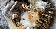 Belle participe au concours pour gagner de l'argent avec cette photo : animal, blanket, calico, cat, comfortable, cozy, cute, feline, fluffy, fur, home, indoor, paw, pet, relaxing, resting, sleepy, soft, stretching, tabby